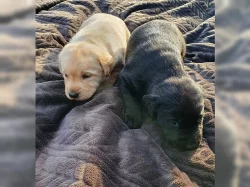 Rozkošná štěňata labradora s rodokmenem.